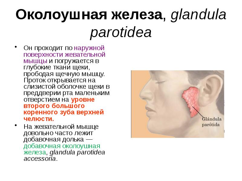 Околоушная железа, glandula parotidea Он проходит по наружной поверхности жевательной мышцы