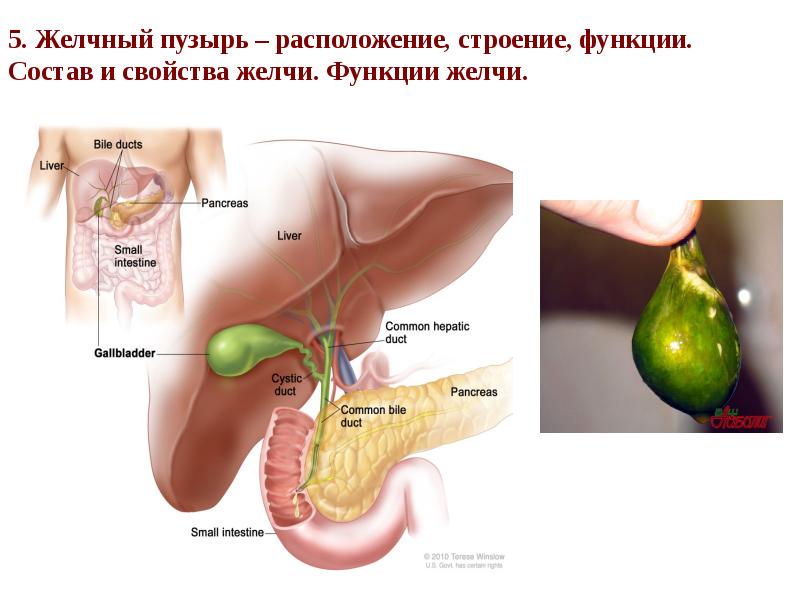 5. Желчный пузырь – расположение, строение, функции.  Состав и свойства