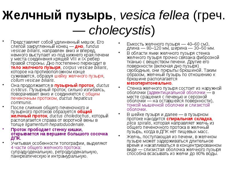 Желчный пузырь, vesica fellea (греч. — cholecystis) Емкость желчного пузыря —