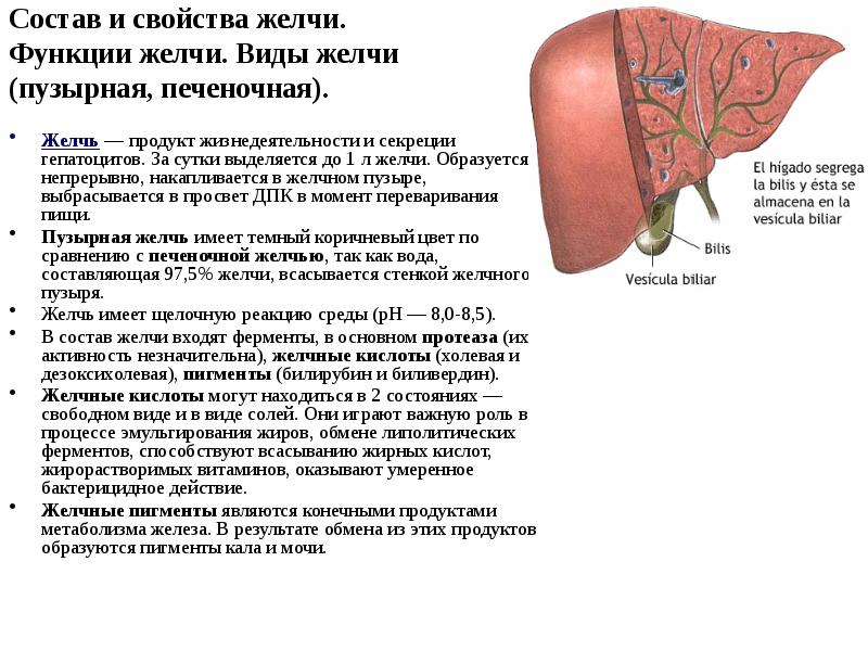 Состав и свойства желчи.  Функции желчи. Виды желчи  (пузырная,