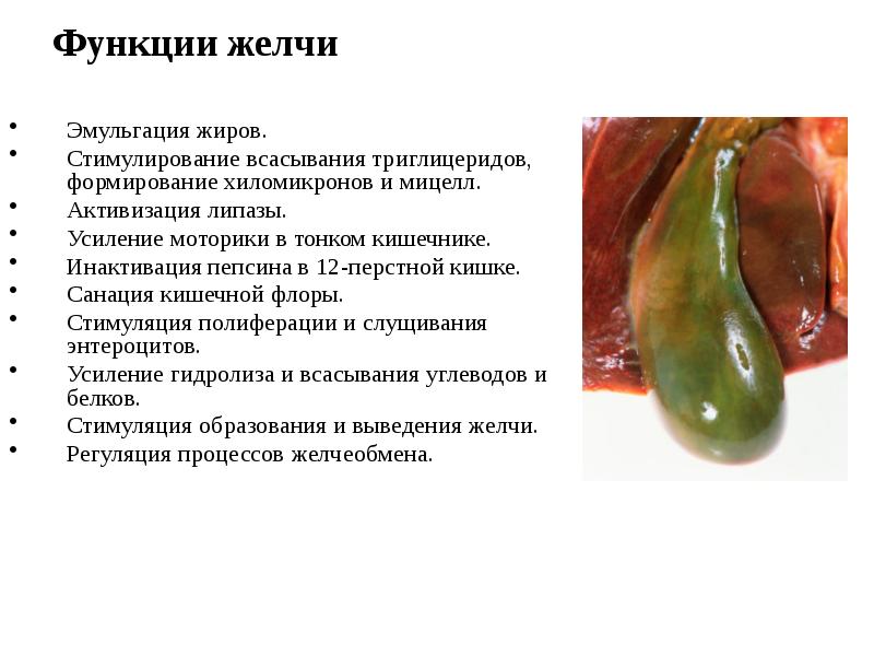 Функции желчи Эмульгация жиров.  Стимулирование всасывания триглицеридов, формирование хиломикронов и