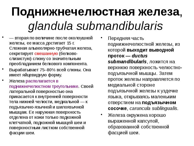 Поднижнечелюстная железа, glandula submandibularis  — вторая по величине после околоушной