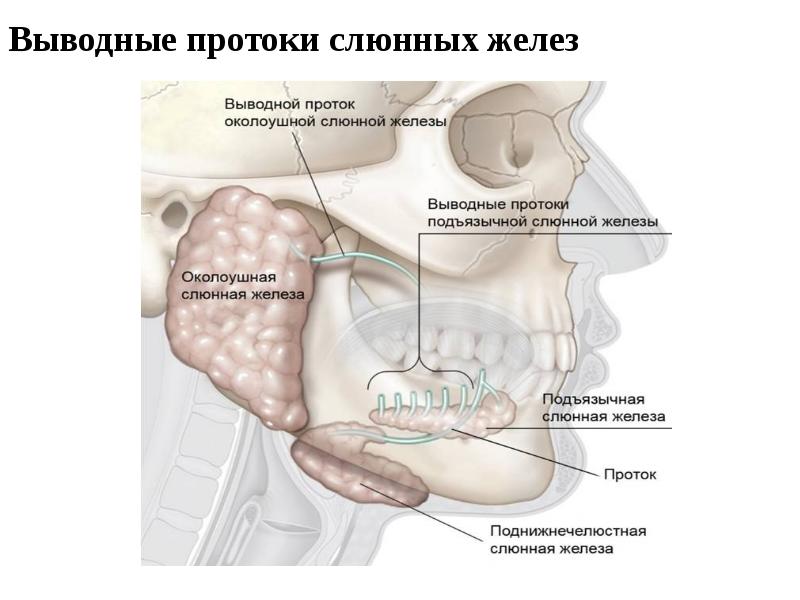 Выводные протоки слюнных желез