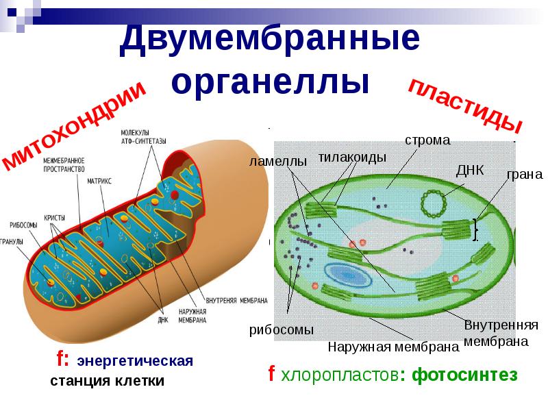 Прокариоты и эукариоты биология 10 класс презентация