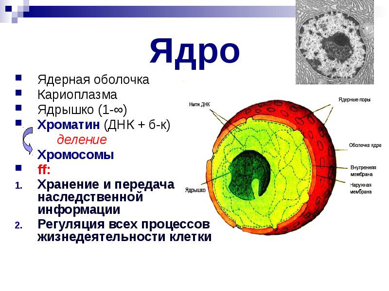 Ядерная оболочка ядрышки. Ядерная мембрана эукариот. Ядерная мембрана ядро клетки. Структурные компоненты ядра кариолемма кариоплазма ядрышко хроматин. Ядро мембрана хроматин ядрышко.