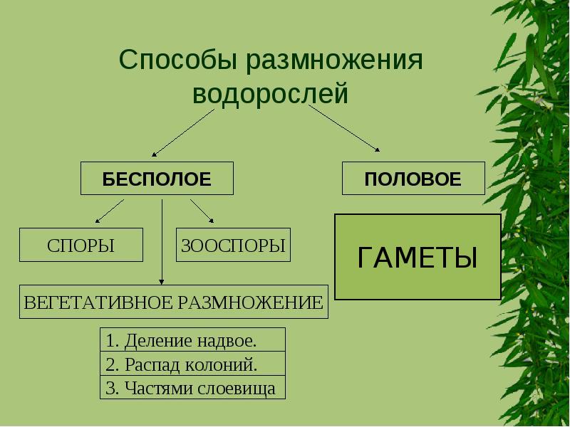 Размножение водорослей схема