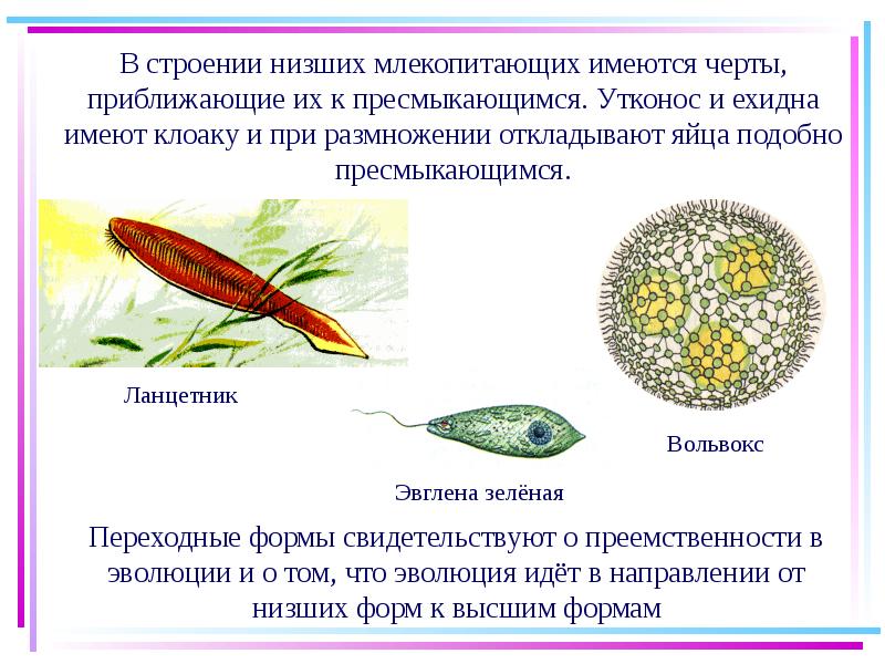 Особенности строения и образа. Эвглена зеленая переходная форма. Переходные формы вольвокс. Ланцетник переходная форма между. Переходные формы в биологии ланцетник.