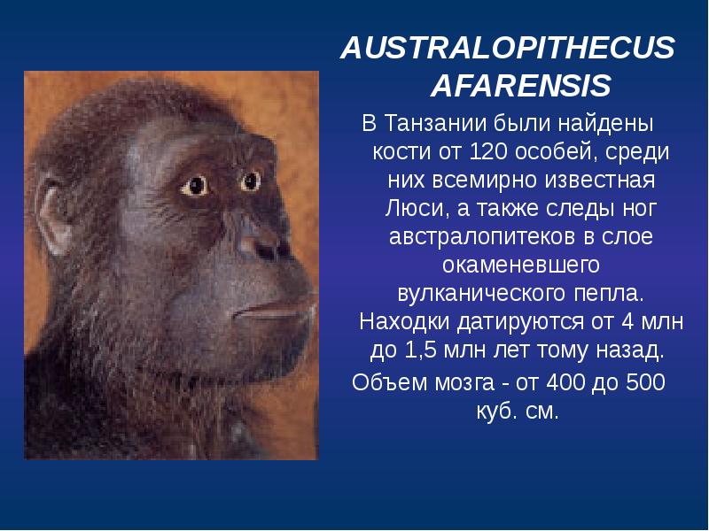 Австралопитек объем мозга. Australopithecus Afarensis. Australopithecus Afarensis объем мозга. Австралопитек афарензис. Время существования a.Afarensis.