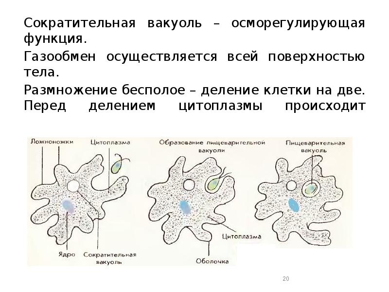 Работа сократительных вакуолей