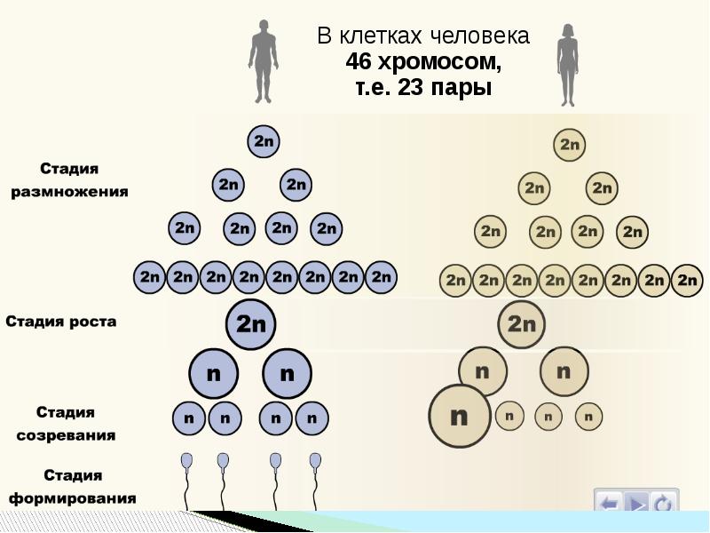 Презентация рост и развитие организмов