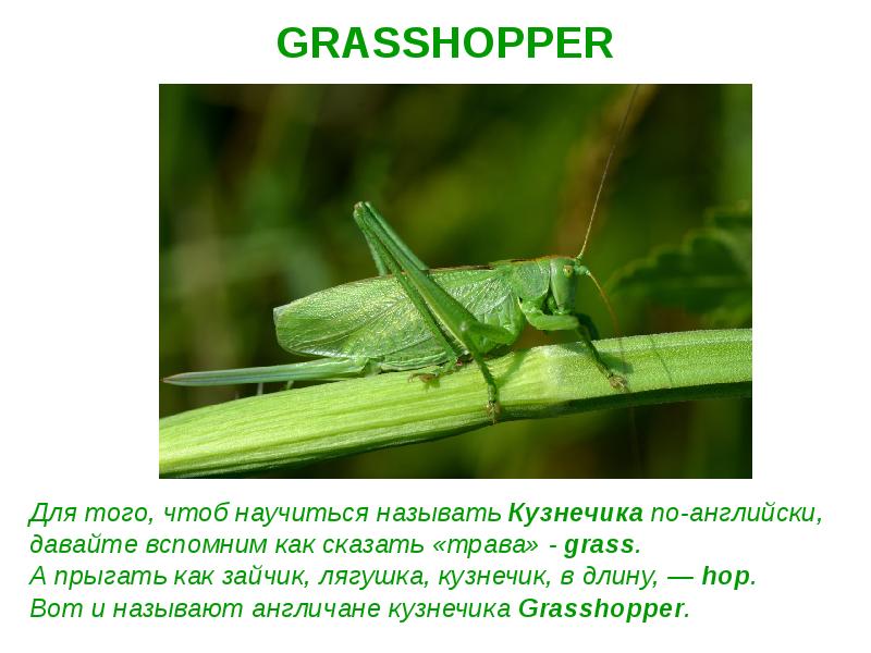 Отряды насекомых прямокрылые. Представители прямокрылых биология 7 класс. Прямокрылые саранча. Кузнечик характер. Кузнечик характер.