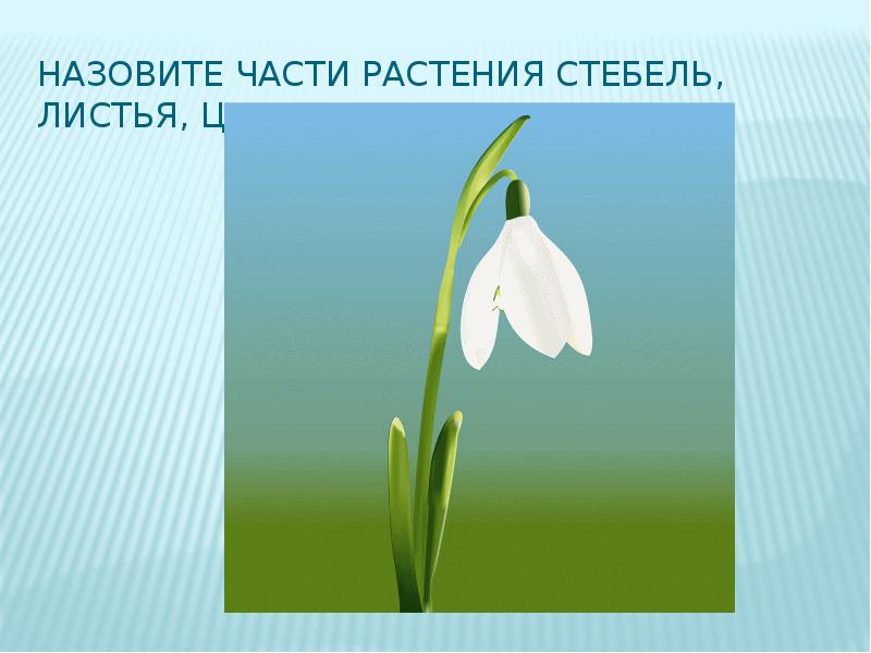 Подснежник по составу. Строение подснежника. Подснежник презентация. Составные части подснежника. Части цветка подснежника.