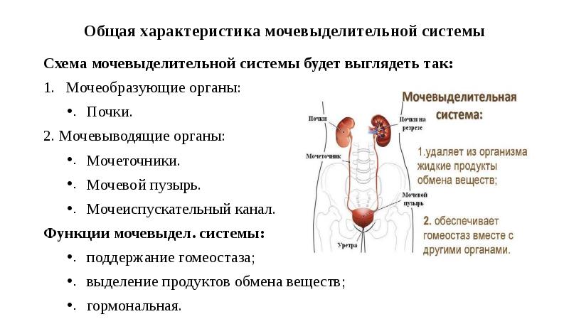 Презентация мочевыделительная система медколледж