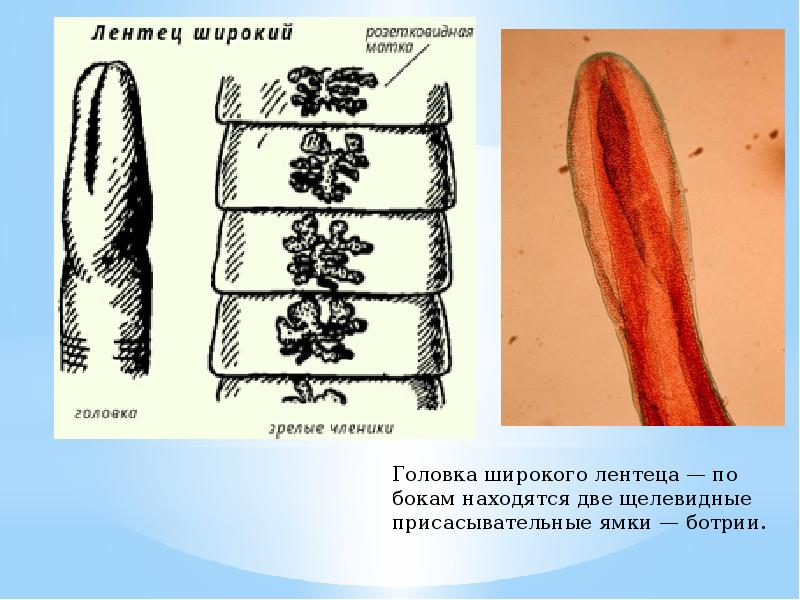 Рассмотрите рисунки 1 3 на которых изображены головка членник и общий вид паразитического червя