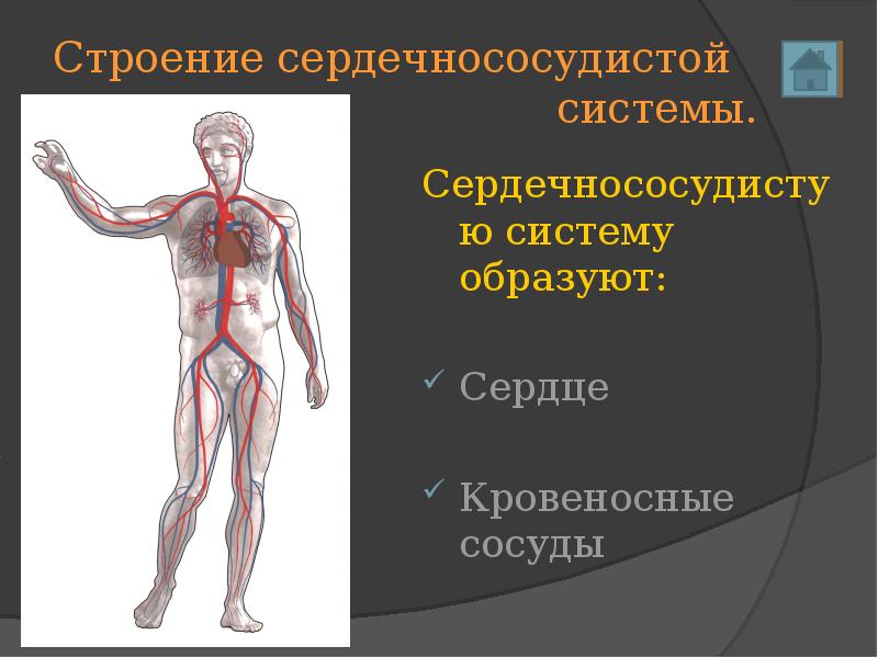 Сердечно сосудистая система человека презентация