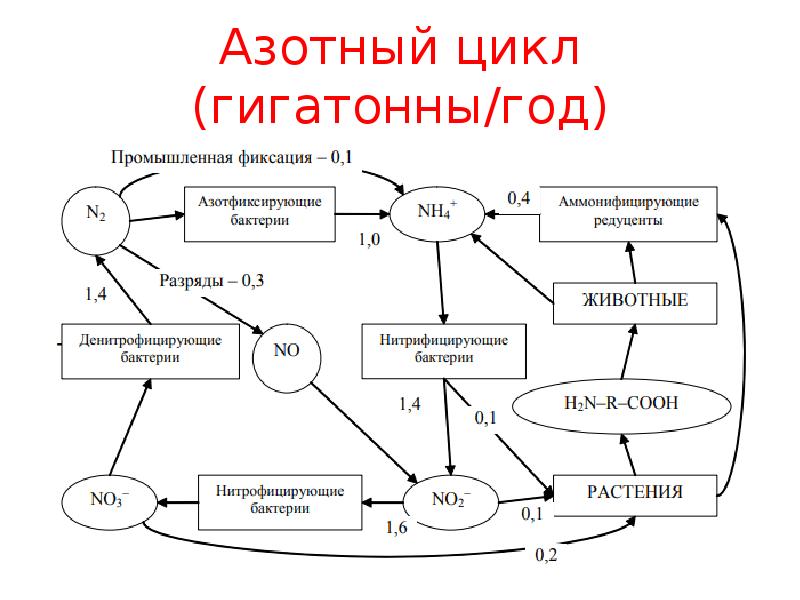 Натуральный цикл. Азотный цикл. Природные циклы. Азотсодержащие циклы. Жизненный цикл природного газа.