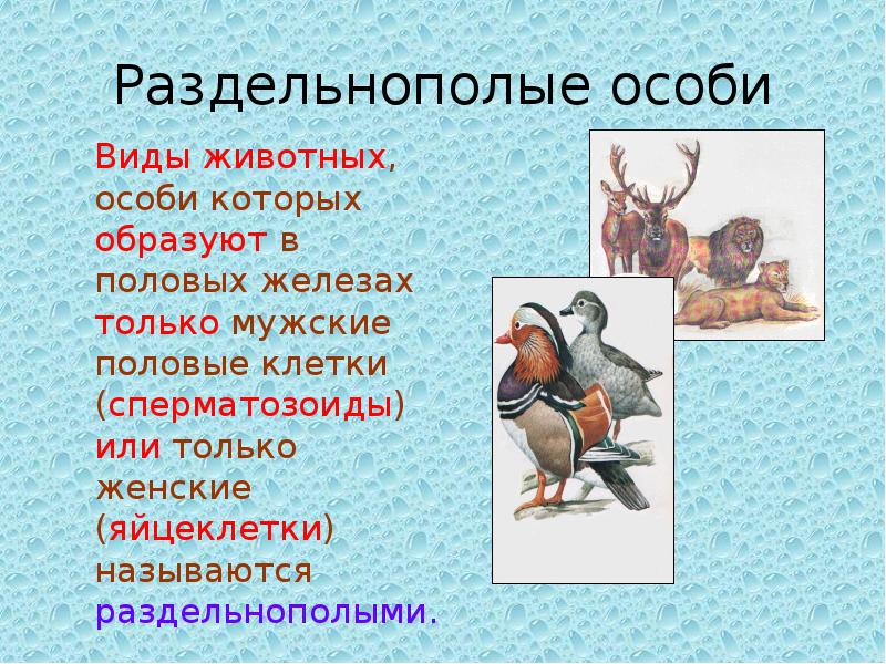 Особи животных. Какие животные называются раздельнополыми. Птицы раздельнополые или нет. Особь животного это что.