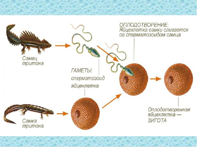 Биология 8 класс картинки оплодотворение