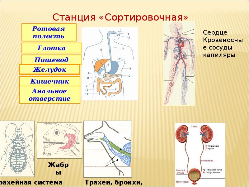 Жизнедеятельность организма человека