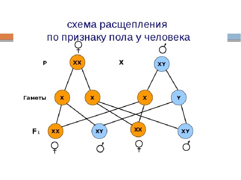 Хромосомное определение пола презентация 10 класс