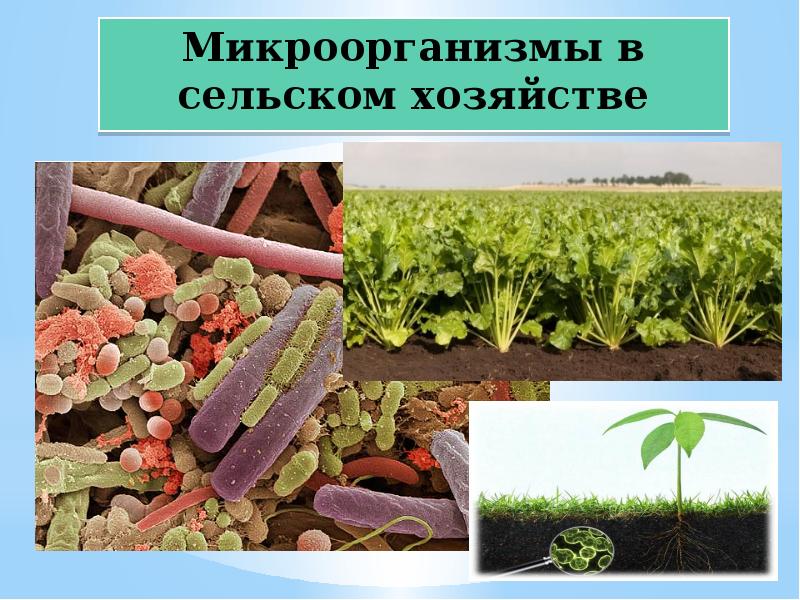 Микроорганизмы в сельском хозяйстве презентация