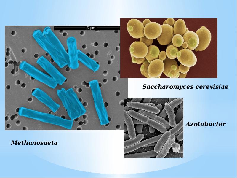 Азотобактер. Бактерии азотобактер. Азотобактер (Azotobacter). Микроскопические организмы. Азотобактерии это бактерии.