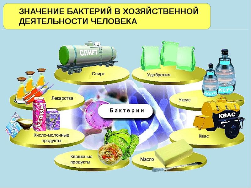 Проект роль бактерии в жизни человека