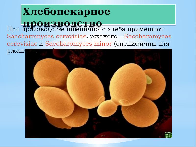 Группа микроскопических организмов. Гликоген в клетках Saccharomyces cerevisiae. Грибы в хлебопечении. Растительные микроскопические организмы. Saccharomyces pastorianus характеристика.