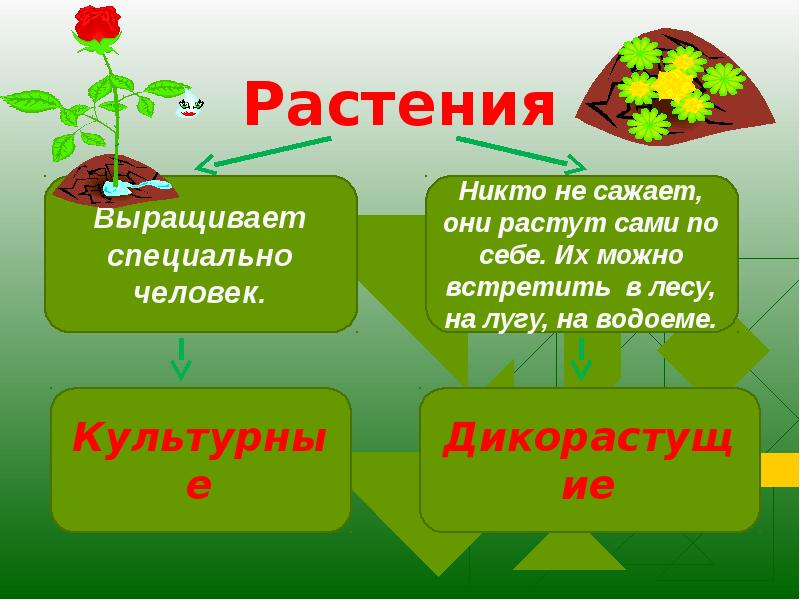 Используя информационные ресурсы подготовьте презентацию сообщения о происхождении культурных кратко