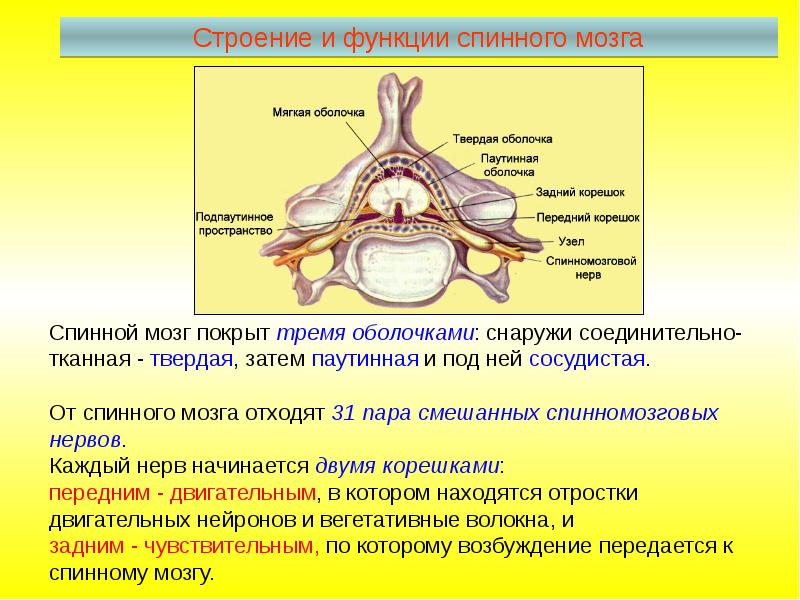 От спинного мозга отходит 31 пара. Спинной мозг строение и функции. Строение спинномозгового нерва. Спинной мозг строение и функции нервная система. Функции спинного мозга кратко.