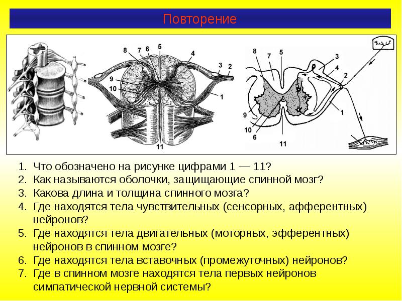 Что обозначено цифрами 1 5. Спинной мозг защищён оболочками. Что обозначено цифрами на рисунке?. Толщина спинного мозга. Тела чувствительных нейронов расположены в.