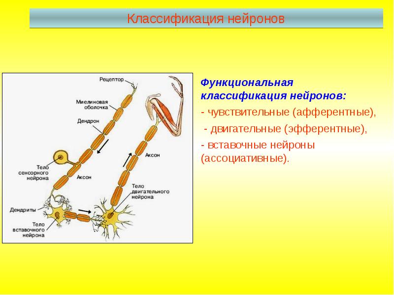Чувствительный нейрон двигательный нейрон центр слюноотделения. Чувствительный вставочный и двигательный Нейроны схема. Функциональная классификация нейронов системы.