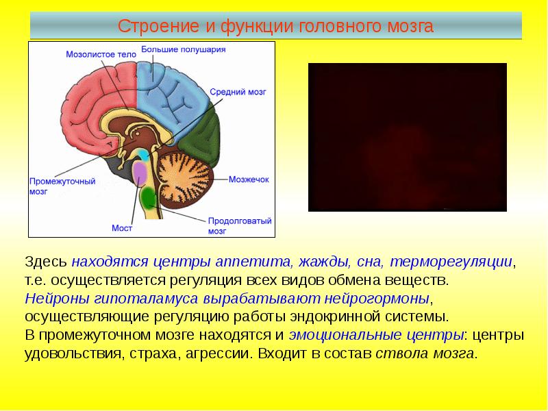 Передний мозг центр регуляции. Структура мозга. Головной мозг строение и функции. Головной мозг промежуточный мозг строение и функции. Строение и функции отделов головного мозга.