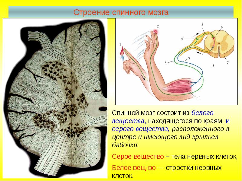 Передний столб спинного мозга. Серое вещество спинного мозга. Белое вещество спинного мозга. Срез спинного мозга анатомия. Строение белого вещества.