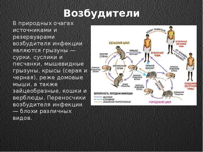 Резервуар возбудителя инфекции. Чума возбудитель болезни.