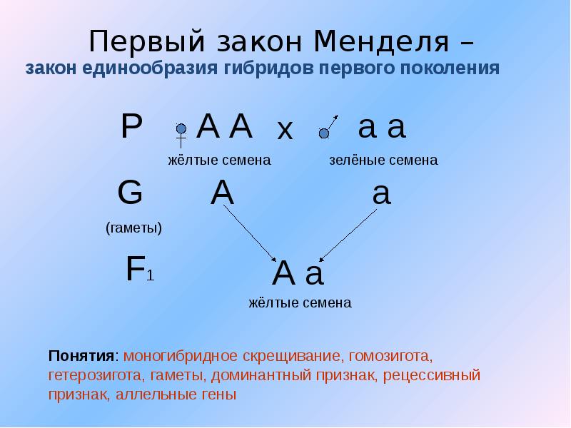 Законы менделя кратко. Закон единообразия 1 закон Менделя. Первый закон Менделя схема. Первый закон Менделя формулировка и схема. Схема скрещивания 2 закона Менделя.