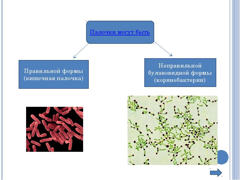 Человек кишечная палочка тип взаимодействия