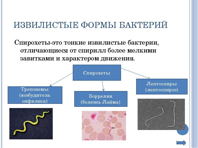 Спирохеты. Спирохеты трепонемы боррелии лептоспиры. Спирохеты трепонемы заболевания. Спирохеты, боррелии, лептоспиры. Классификация спирохет микробиология.