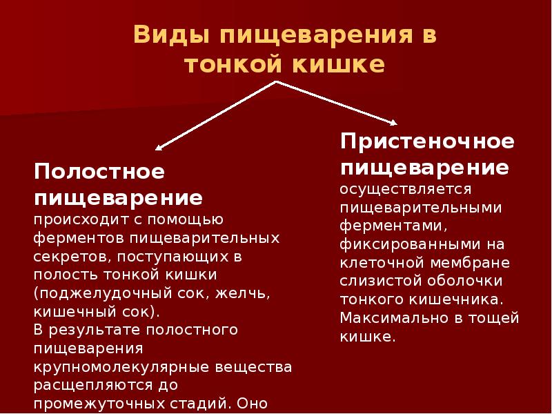 Типы пищеварения. Виды пищеварения. Особенности полостного пищеварения таблица. 3 Вида пищеварения. Типы пищеварения у человека.