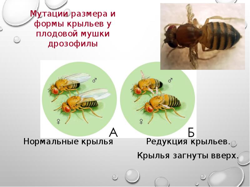 Нормальное крыло дрозофилы. Памятник мошке дрозофилы. Нормальные и мутантные дрозофилы. Памятник мухе дрозофиле. Дрозофилы нормальная форма.