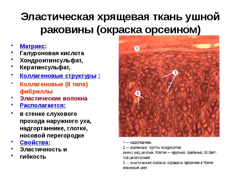 Возрастные изменения хрящевой ткани гистология презентация