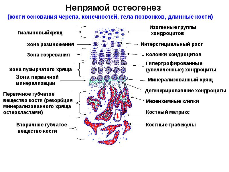 Репаративный остеогенез презентация