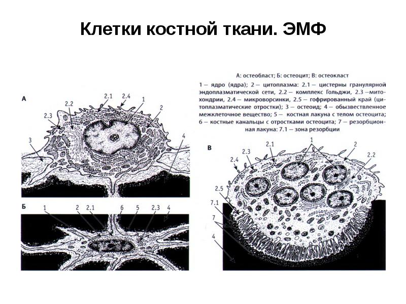 Костная ткань схема