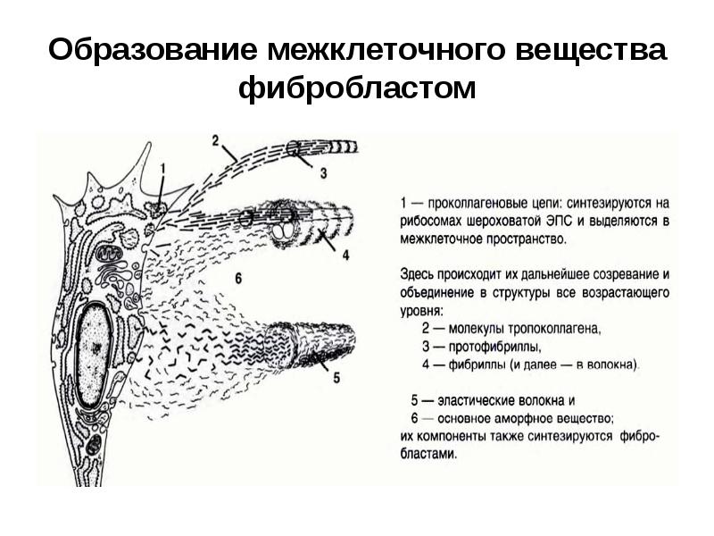 Схема ультрамикроскопического строения фибробласта и образования волокнистого компонента