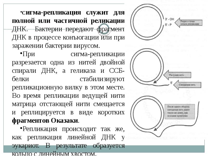 Генетика бактерий презентация