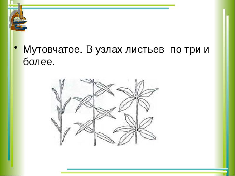 Побег и почки презентация 6 класс пасечник презентация