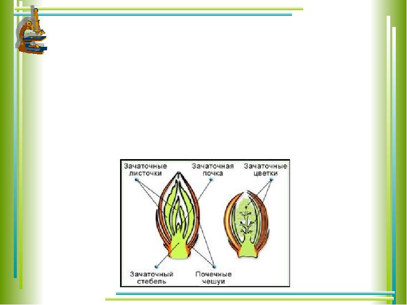 Побег и почки 6 класс. Строение зачаточного побега. Почка зачаточный побег 6 класс биология. Почки зачаточный побег строение. Строение почек растений зачаточный побег.