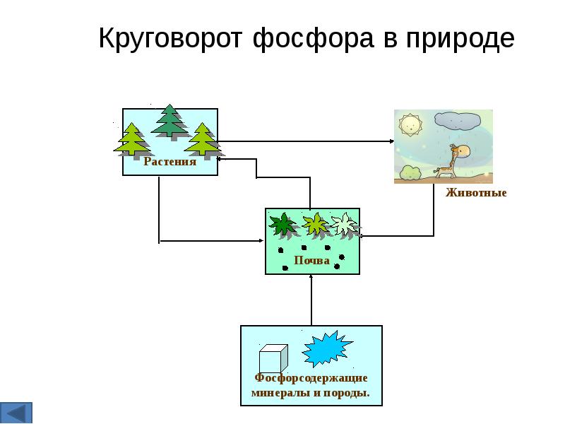 Круговорот фосфора в природе презентация