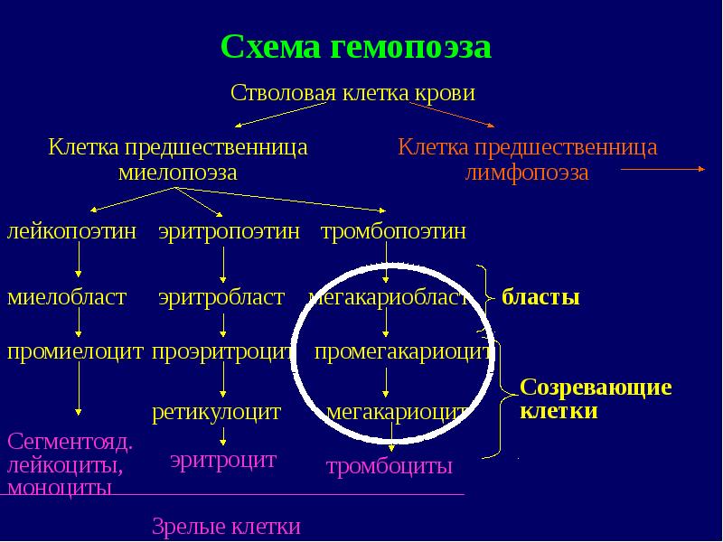 Миелопролиферативные заболевания презентация