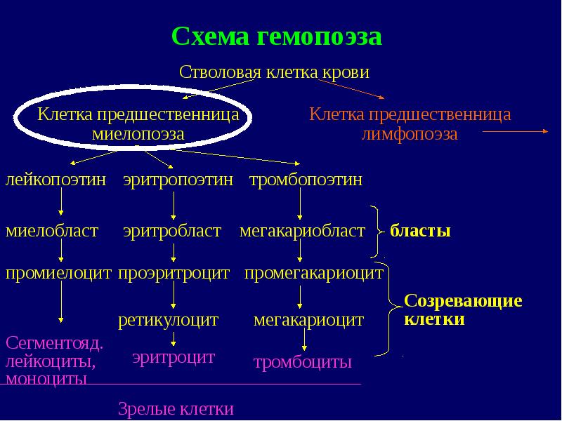 Миелопролиферативные заболевания презентация